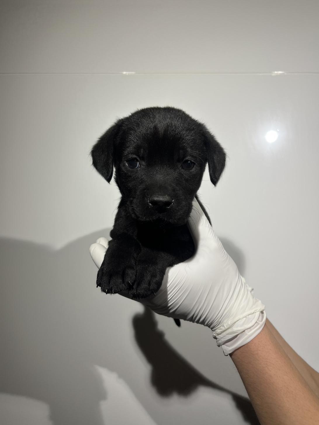 埼玉県のラブラドールレトリーバー (ペッツスマイル加須インター店/2026年1月24日生まれ/男の子/ブラック)の子犬の1枚目の画像