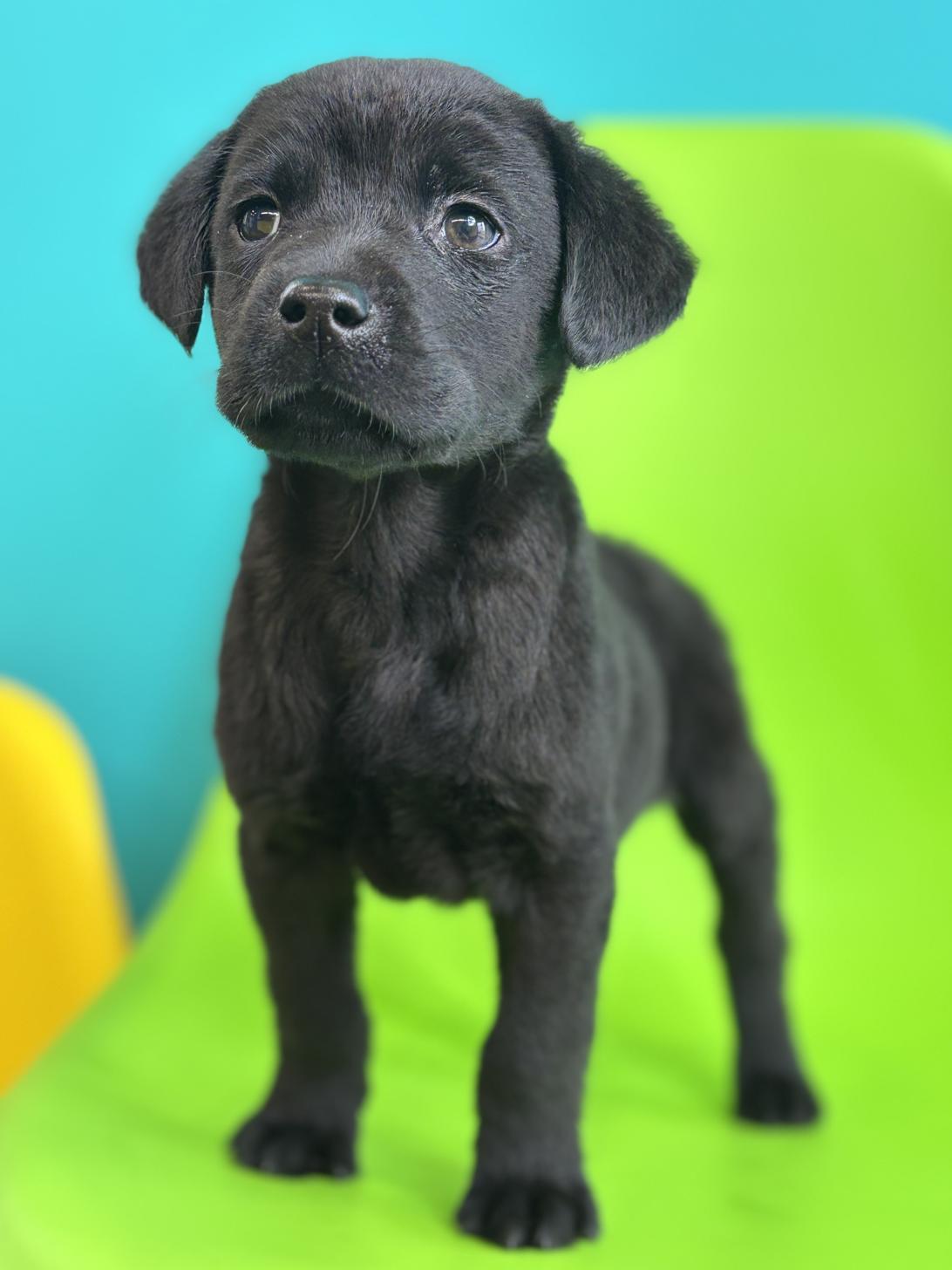 埼玉県のラブラドールレトリーバー (ペッツスマイル加須インター店/2026年1月24日生まれ/男の子/ブラック)の子犬の1枚目の画像