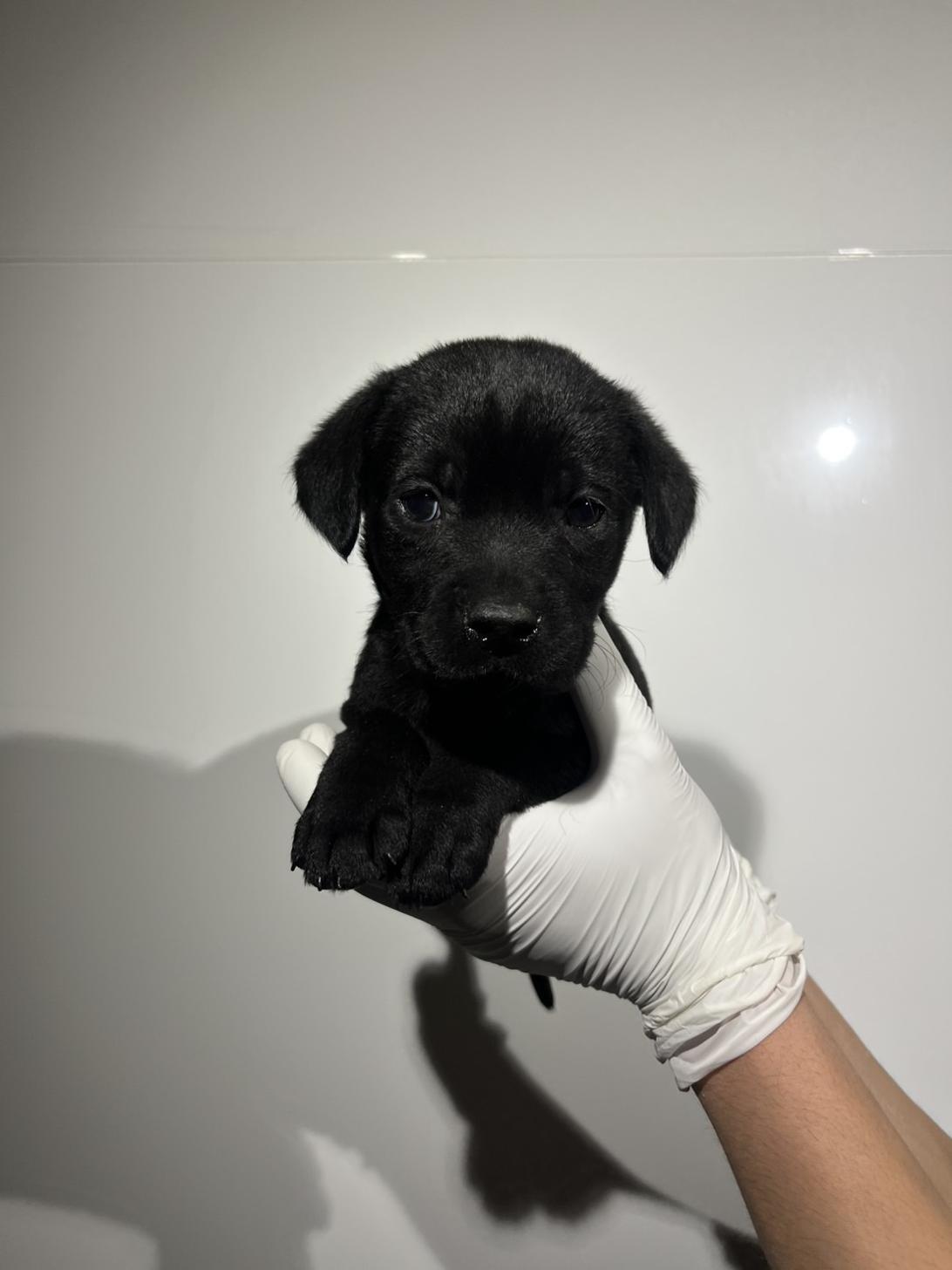 埼玉県のラブラドールレトリーバー (ペッツスマイル加須インター店/2026年1月24日生まれ/男の子/ブラック)の子犬の2枚目の画像