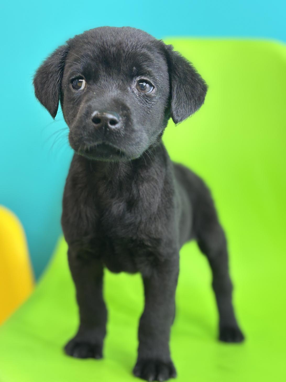 埼玉県のラブラドールレトリーバー (ペッツスマイル加須インター店/2026年1月24日生まれ/男の子/ブラック)の子犬の2枚目の画像