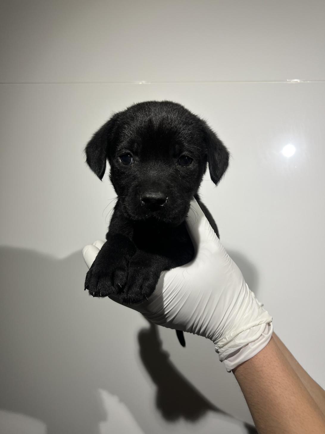 埼玉県のラブラドールレトリーバー (ペッツスマイル加須インター店/2026年1月24日生まれ/男の子/ブラック)の子犬の3枚目の画像
