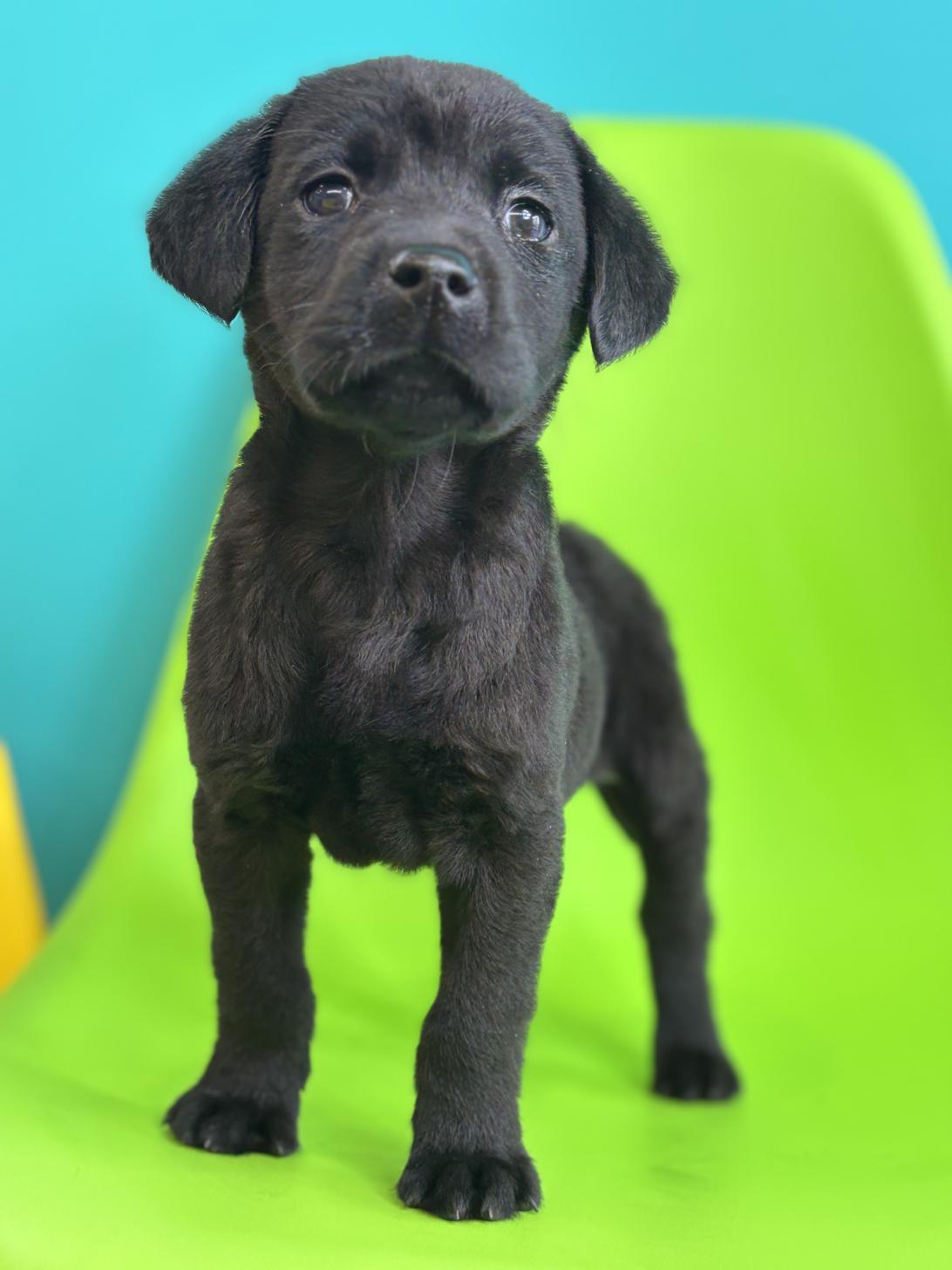 埼玉県のラブラドールレトリーバー (ペッツスマイル加須インター店/2026年1月24日生まれ/男の子/ブラック)の子犬の3枚目の画像