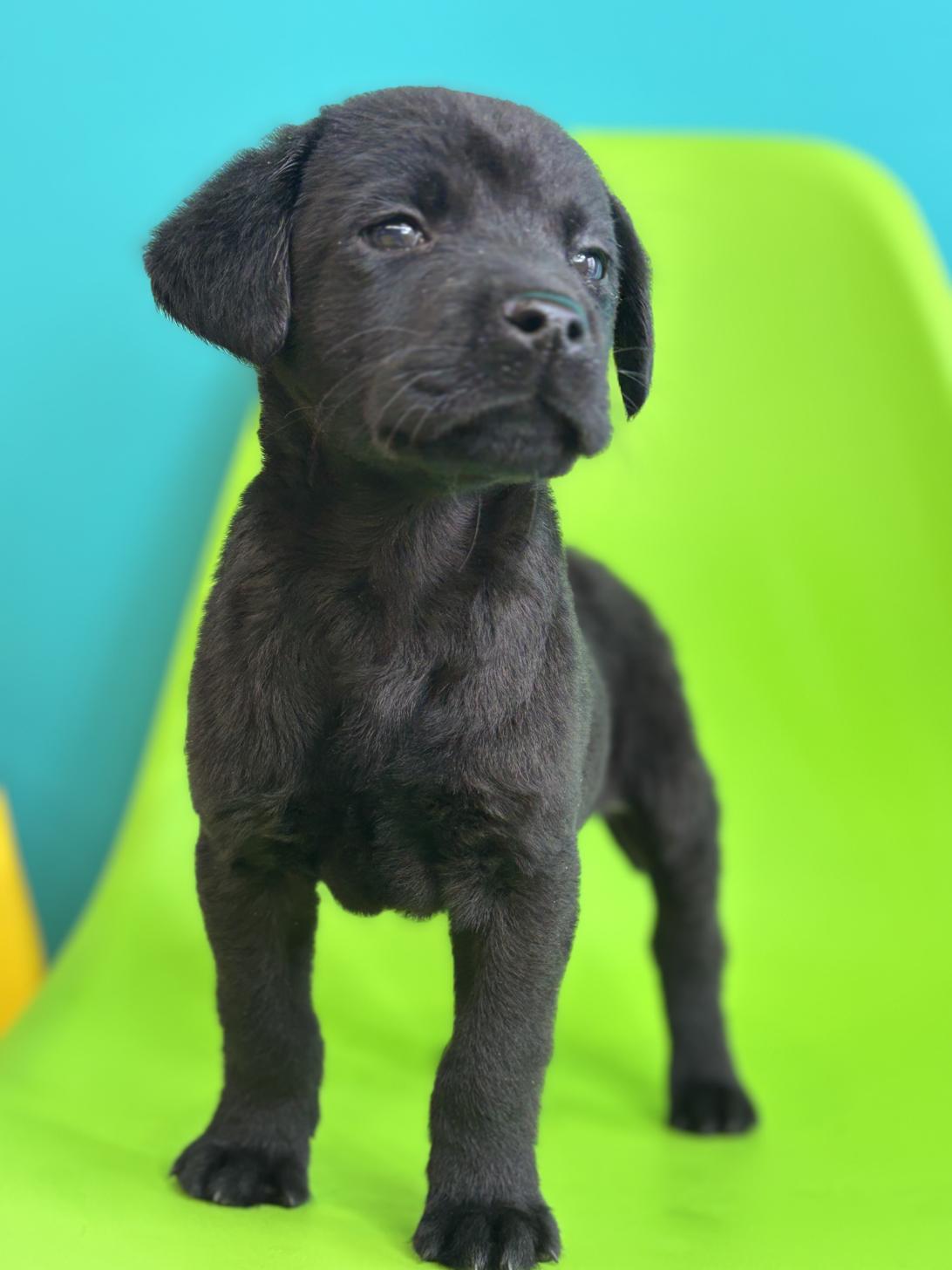 埼玉県のラブラドールレトリーバー (ペッツスマイル加須インター店/2026年1月24日生まれ/男の子/ブラック)の子犬の4枚目の画像