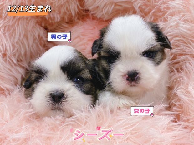 新潟県のシーズー (竹内ペット 新津本店/2025年12月13日生まれ/男の子/その他色)の子犬の1枚目の画像
