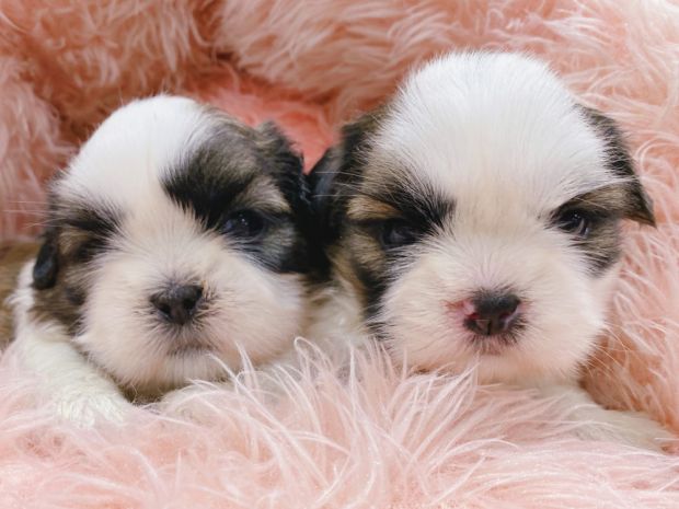 新潟県のシーズー (竹内ペット 新津本店/2025年12月13日生まれ/男の子/その他色)の子犬の2枚目の画像