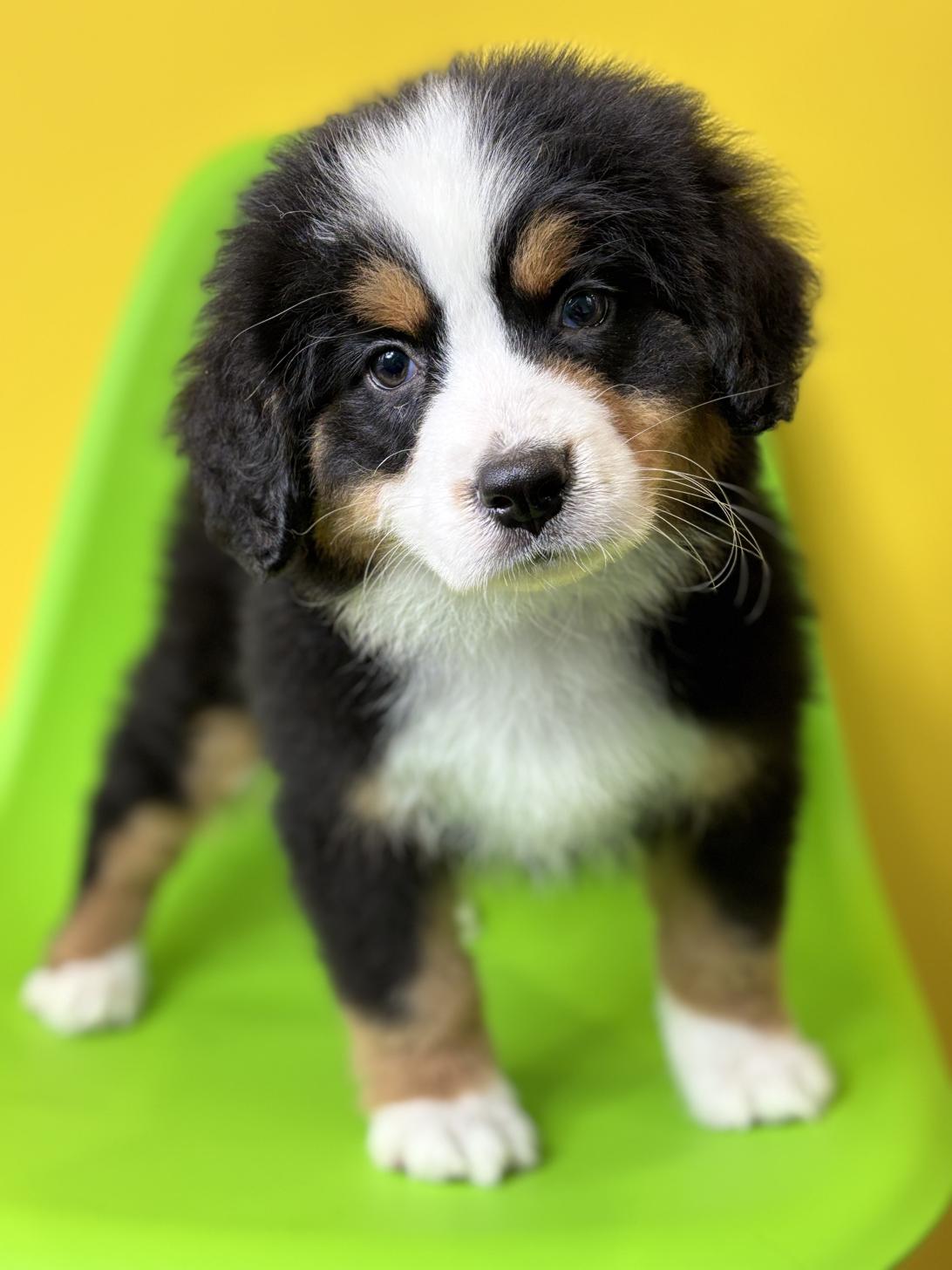 埼玉県のバーニーズマウンテンドッグ (ペッツスマイル加須インター店/2026年1月24日生まれ/女の子/ブラックラストホワイト)の子犬の1枚目の画像