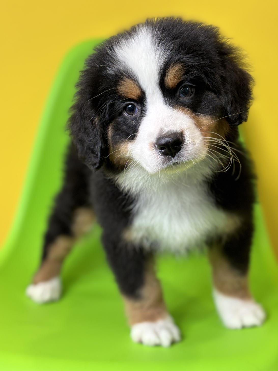 埼玉県のバーニーズマウンテンドッグ (ペッツスマイル加須インター店/2026年1月24日生まれ/女の子/ブラックラストホワイト)の子犬の2枚目の画像