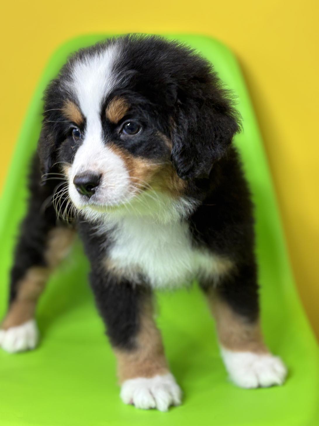 埼玉県のバーニーズマウンテンドッグ (ペッツスマイル加須インター店/2026年1月24日生まれ/女の子/ブラックラストホワイト)の子犬の3枚目の画像