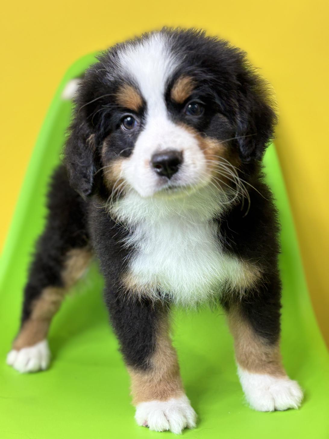 埼玉県のバーニーズマウンテンドッグ (ペッツスマイル加須インター店/2026年1月24日生まれ/女の子/ブラックラストホワイト)の子犬の4枚目の画像