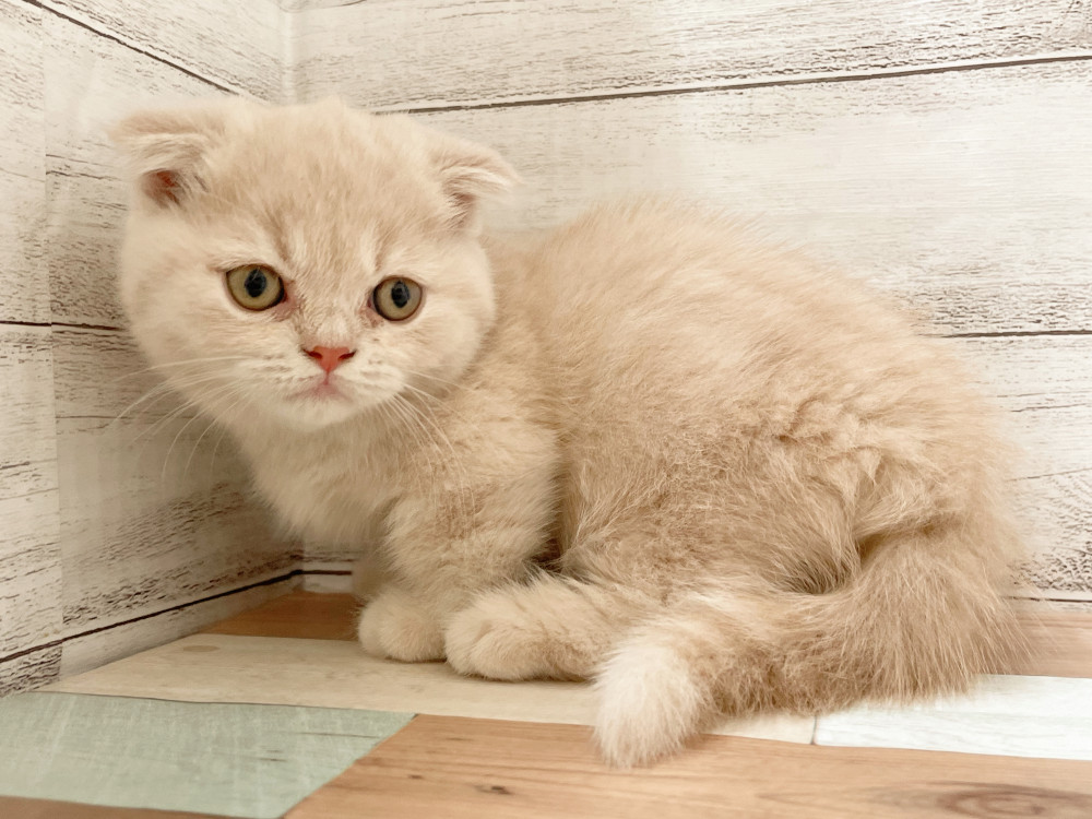 新潟県のマンチカン (竹内ペット 新津本店/2025年9月2日生まれ/女の子/その他色)の子猫の1枚目の画像