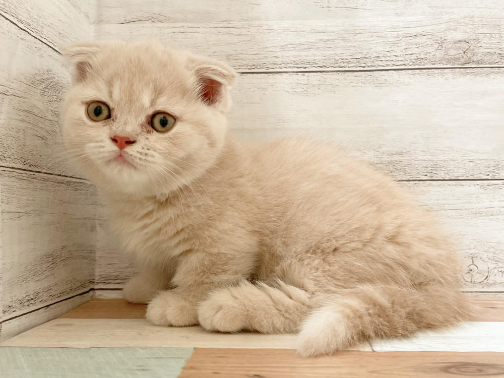 新潟県のマンチカン (竹内ペット 新津本店/2025年9月2日生まれ/女の子/その他色)の子猫の2枚目の画像
