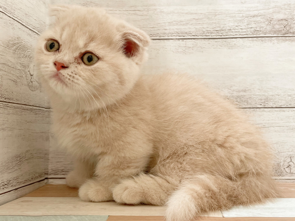 新潟県のマンチカン (竹内ペット 新津本店/2025年9月2日生まれ/女の子/その他色)の子猫の4枚目の画像