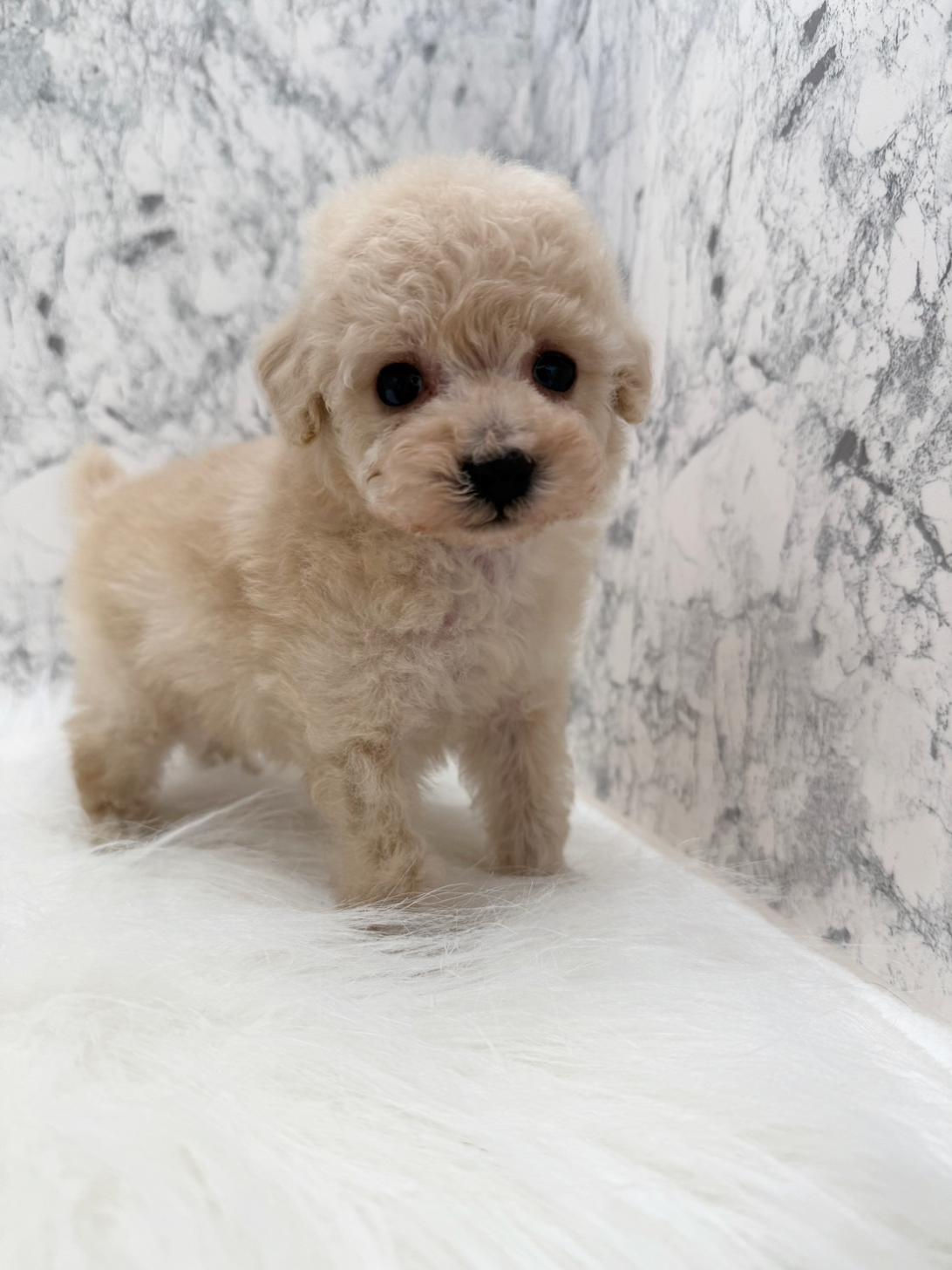 埼玉県のトイプードル(トイ) (PETSHOP FATIS/2025年11月1日生まれ/女の子/クリーム)の子犬