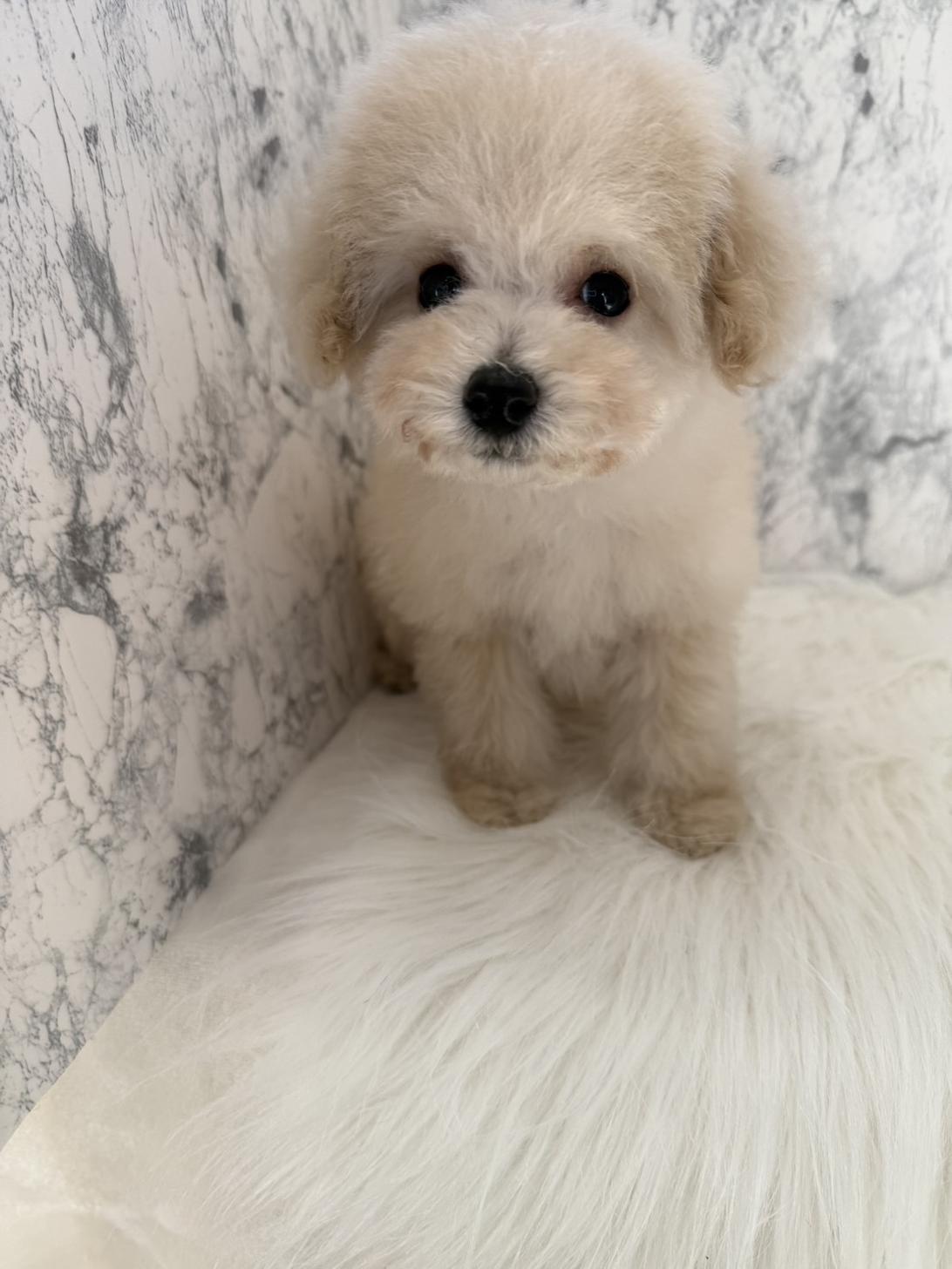 埼玉県のトイプードル(トイ) (PETSHOP FATIS/2025年11月1日生まれ/女の子/クリーム)の子犬