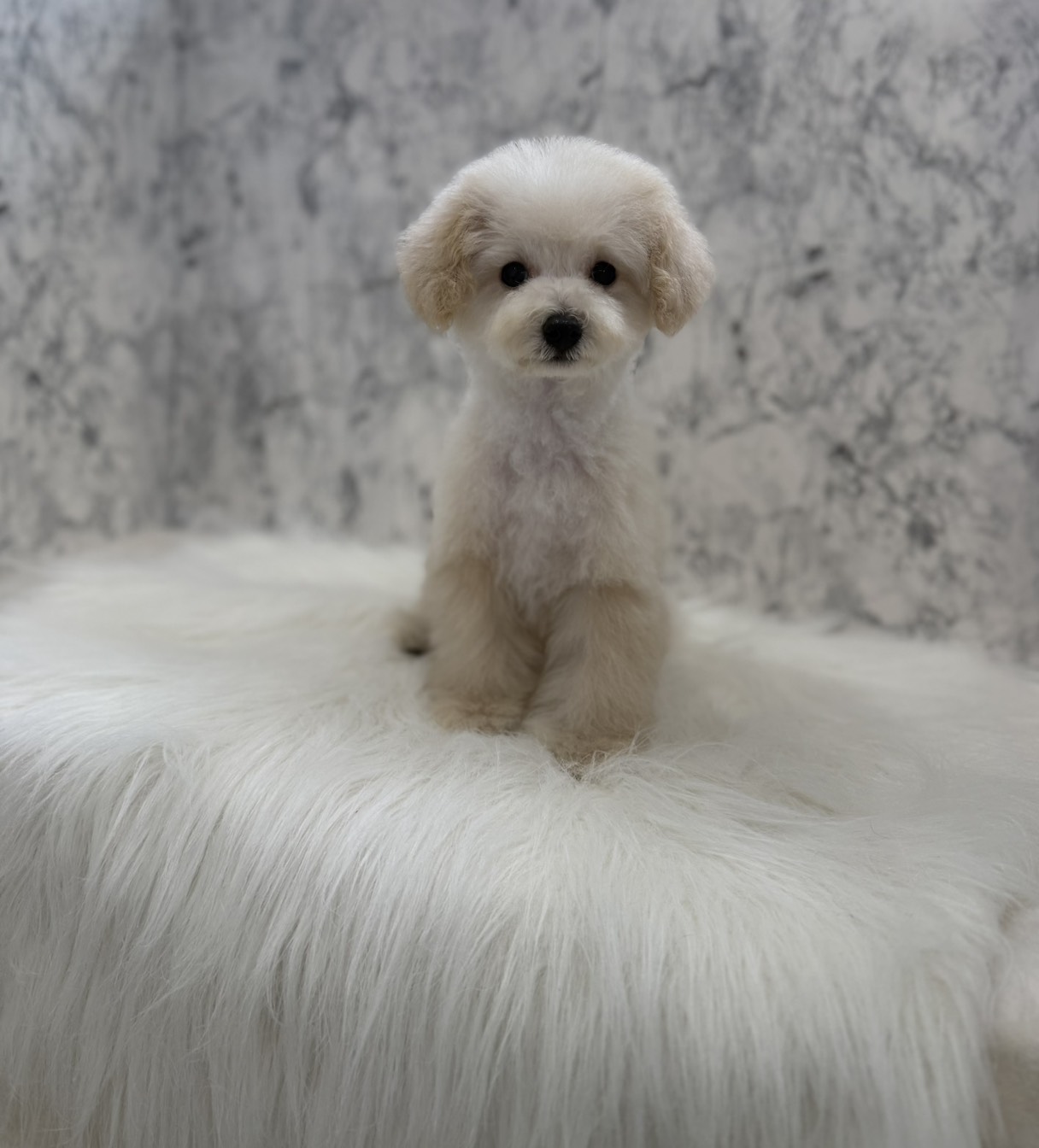 埼玉県のトイプードル(トイ) (PETSHOP FATIS/2025年11月1日生まれ/女の子/クリーム)の子犬