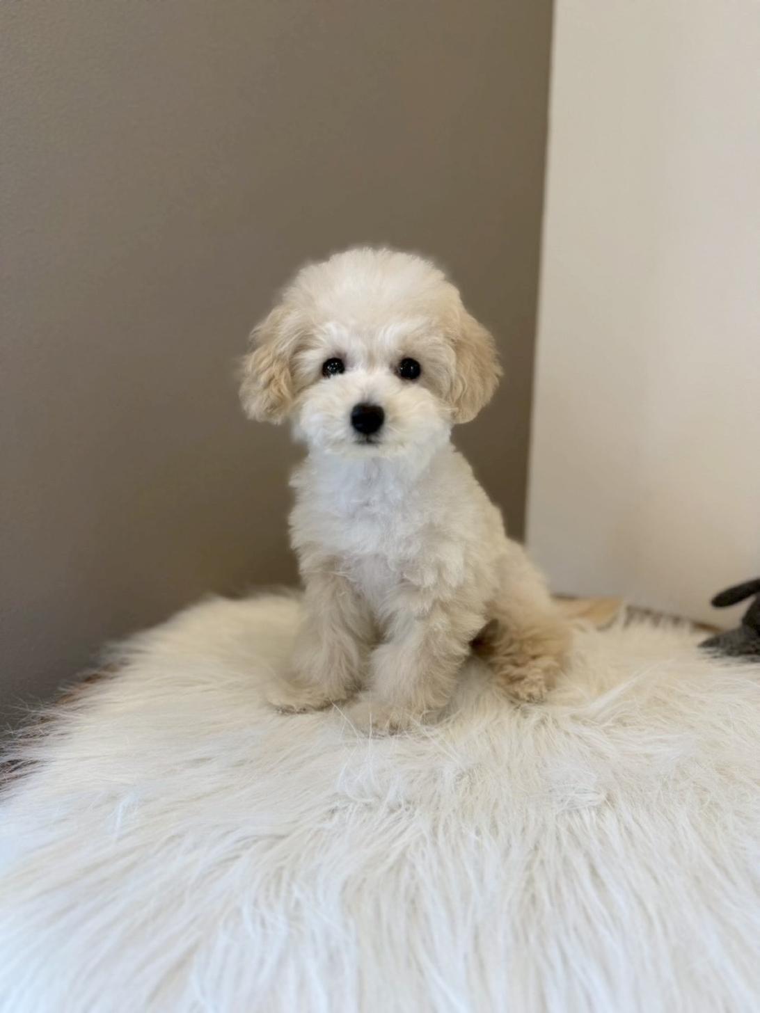 埼玉県のトイプードル(トイ) (PETSHOP FATIS/2025年11月1日生まれ/女の子/クリーム)の子犬の1枚目の画像