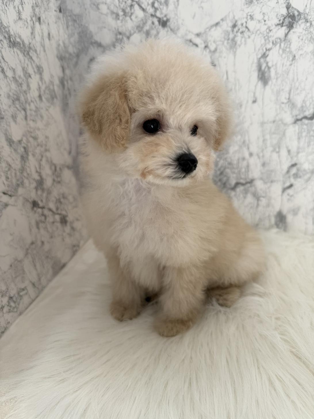 埼玉県のトイプードル(トイ) (PETSHOP FATIS/2025年11月1日生まれ/女の子/クリーム)の子犬の2枚目の画像