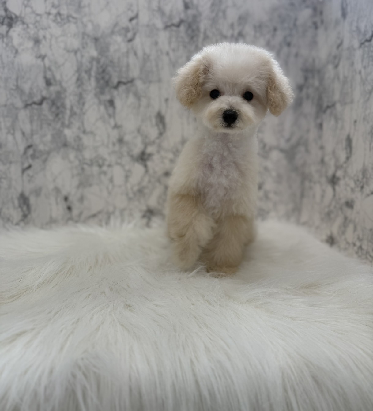 埼玉県のトイプードル(トイ) (PETSHOP FATIS/2025年11月1日生まれ/女の子/クリーム)の子犬の2枚目の画像