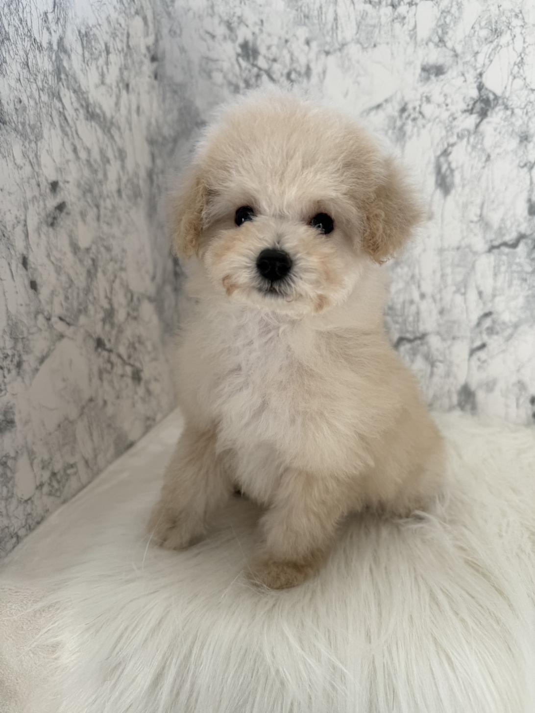埼玉県のトイプードル(トイ) (PETSHOP FATIS/2025年11月1日生まれ/女の子/クリーム)の子犬の3枚目の画像