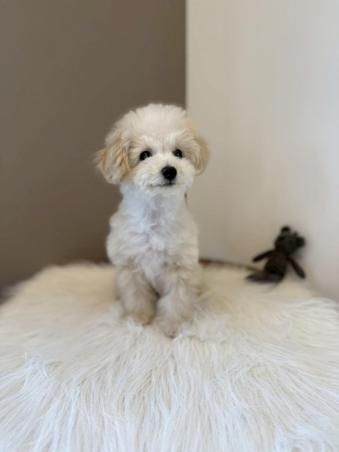 埼玉県のトイプードル(トイ) (PETSHOP FATIS/2025年11月1日生まれ/女の子/クリーム)の子犬の3枚目の画像