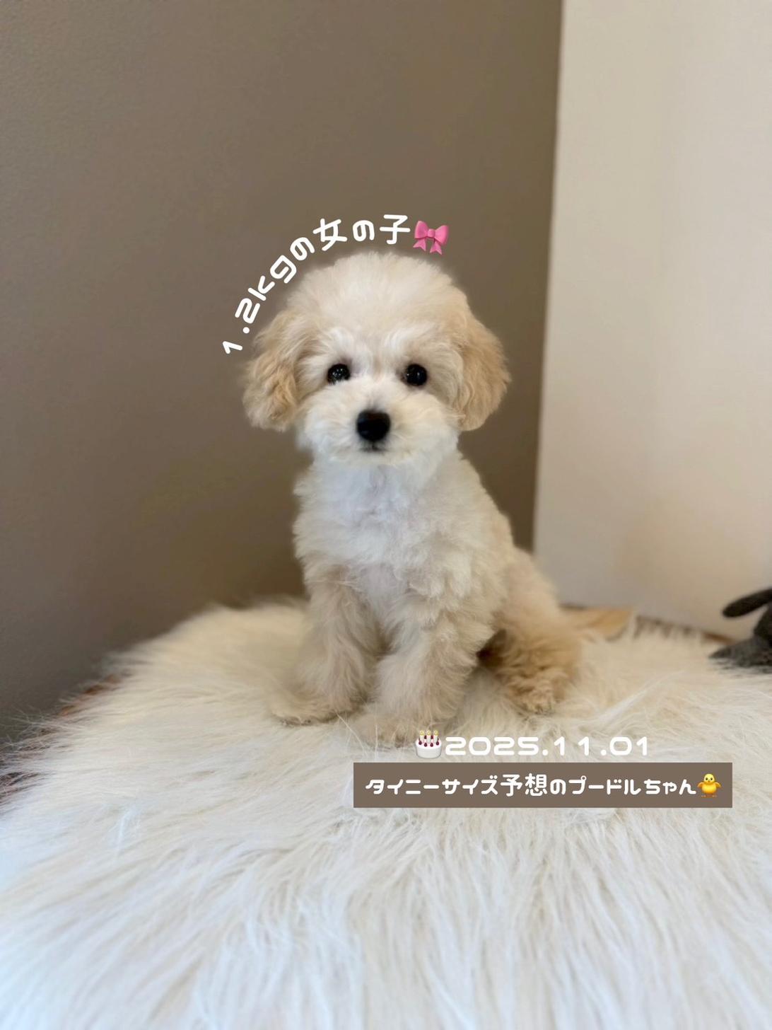 埼玉県のトイプードル(トイ) (PETSHOP FATIS/2025年11月1日生まれ/女の子/クリーム)の子犬の4枚目の画像