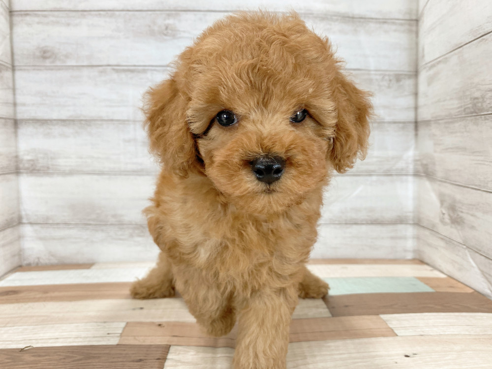 新潟県のトイプードル(トイ) (竹内ペット 新津本店/2026年6月27日生まれ/男の子/レッド)の子犬の1枚目の画像