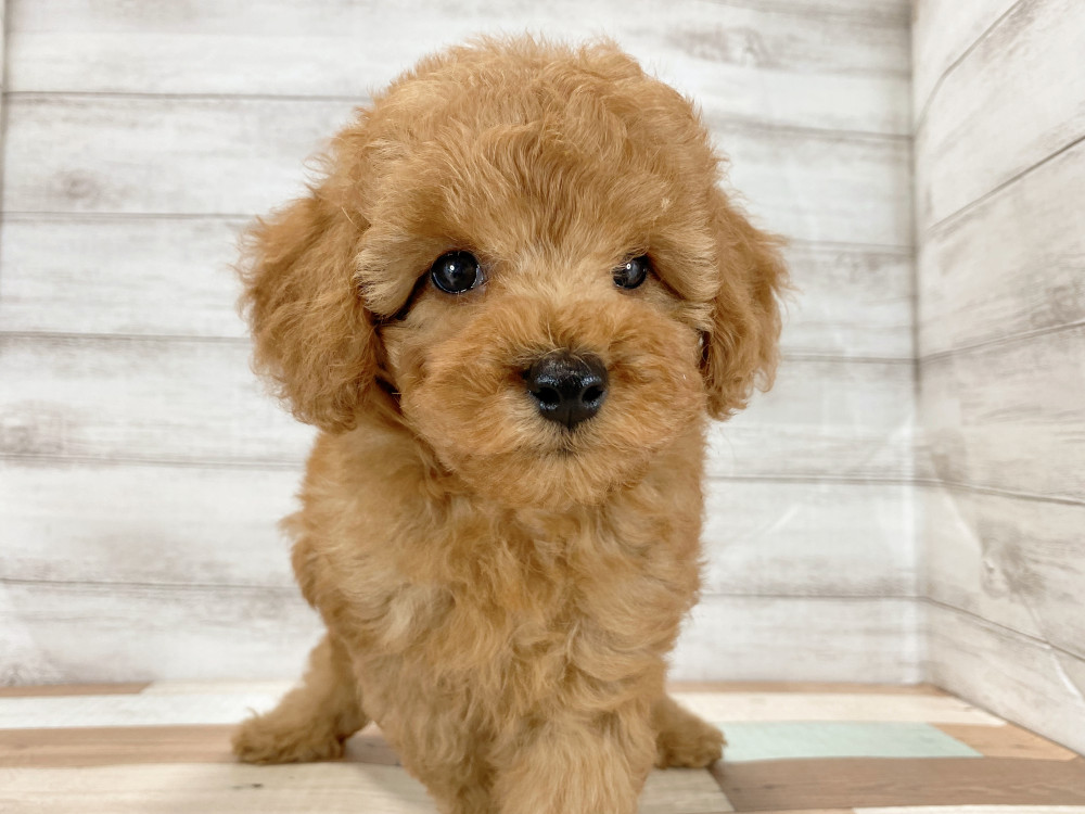 新潟県のトイプードル(トイ) (竹内ペット 新津本店/2026年6月27日生まれ/男の子/レッド)の子犬の2枚目の画像