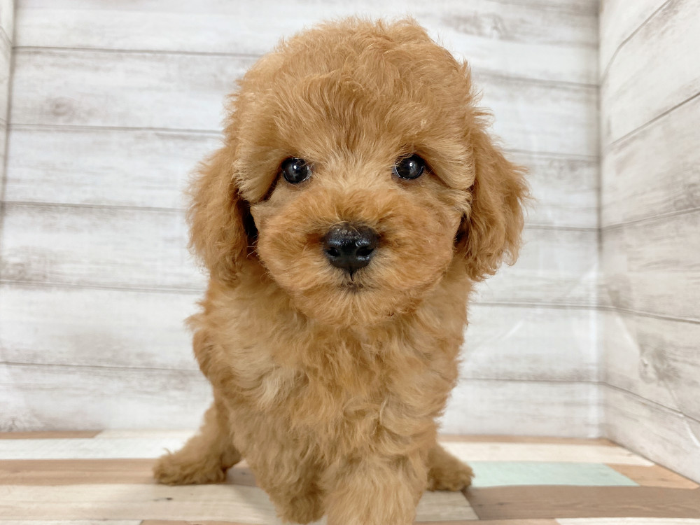 新潟県のトイプードル(トイ) (竹内ペット 新津本店/2026年6月27日生まれ/男の子/レッド)の子犬の3枚目の画像