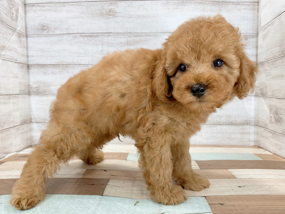 新潟県のトイプードル(トイ) (竹内ペット 新津本店/2026年6月27日生まれ/男の子/レッド)の子犬の4枚目の画像