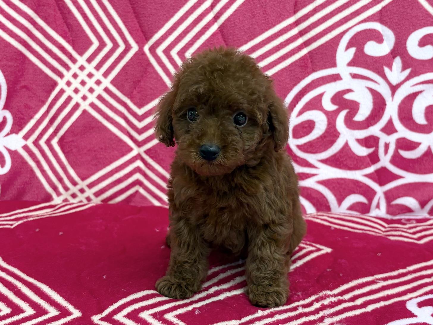 愛知県のトイプードル(トイ) (ハピースペット春日井アミーゴ店/2026年3月1日生まれ/女の子/レッド)の子犬の1枚目の画像