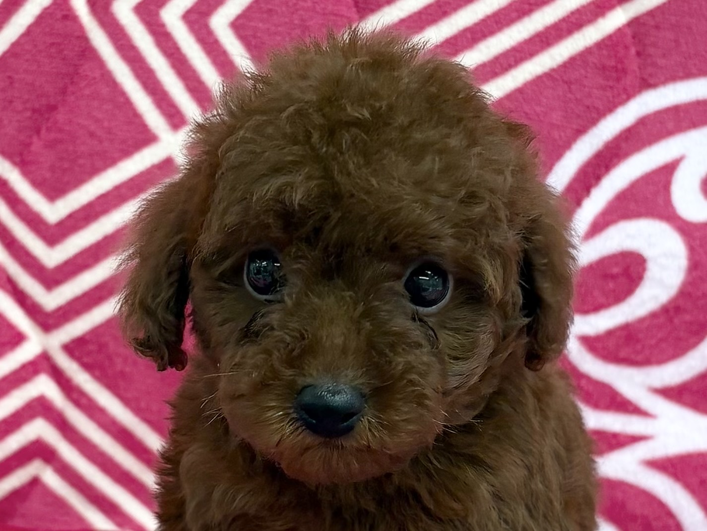 愛知県のトイプードル(トイ) (ハピースペット春日井アミーゴ店/2026年3月1日生まれ/女の子/レッド)の子犬の2枚目の画像