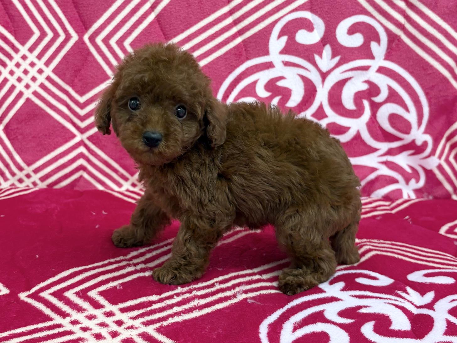 愛知県のトイプードル(トイ) (ハピースペット春日井アミーゴ店/2026年3月1日生まれ/女の子/レッド)の子犬の3枚目の画像