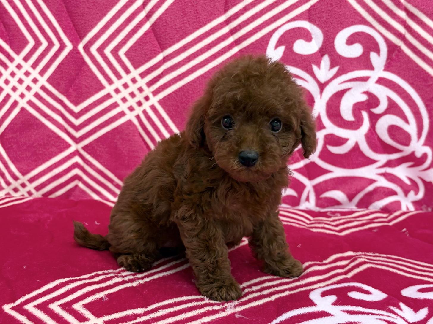 愛知県のトイプードル(トイ) (ハピースペット春日井アミーゴ店/2026年3月1日生まれ/女の子/レッド)の子犬の4枚目の画像