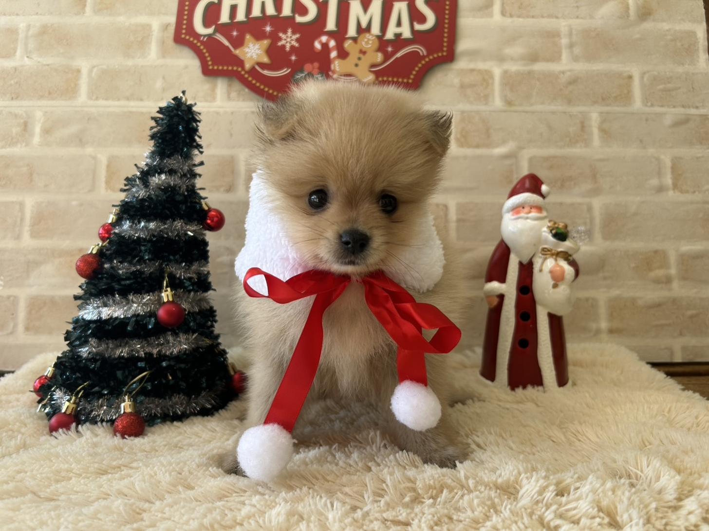 佐賀県のポメラニアン (スタードッグス新鳥栖店/2025年9月25日生まれ/女の子/クリーム)の子犬の1枚目の画像