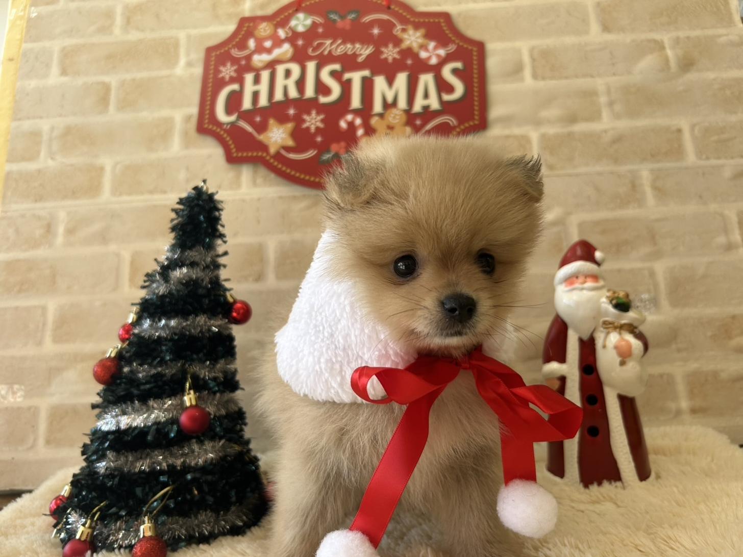 佐賀県のポメラニアン (スタードッグス新鳥栖店/2025年9月25日生まれ/女の子/クリーム)の子犬の2枚目の画像