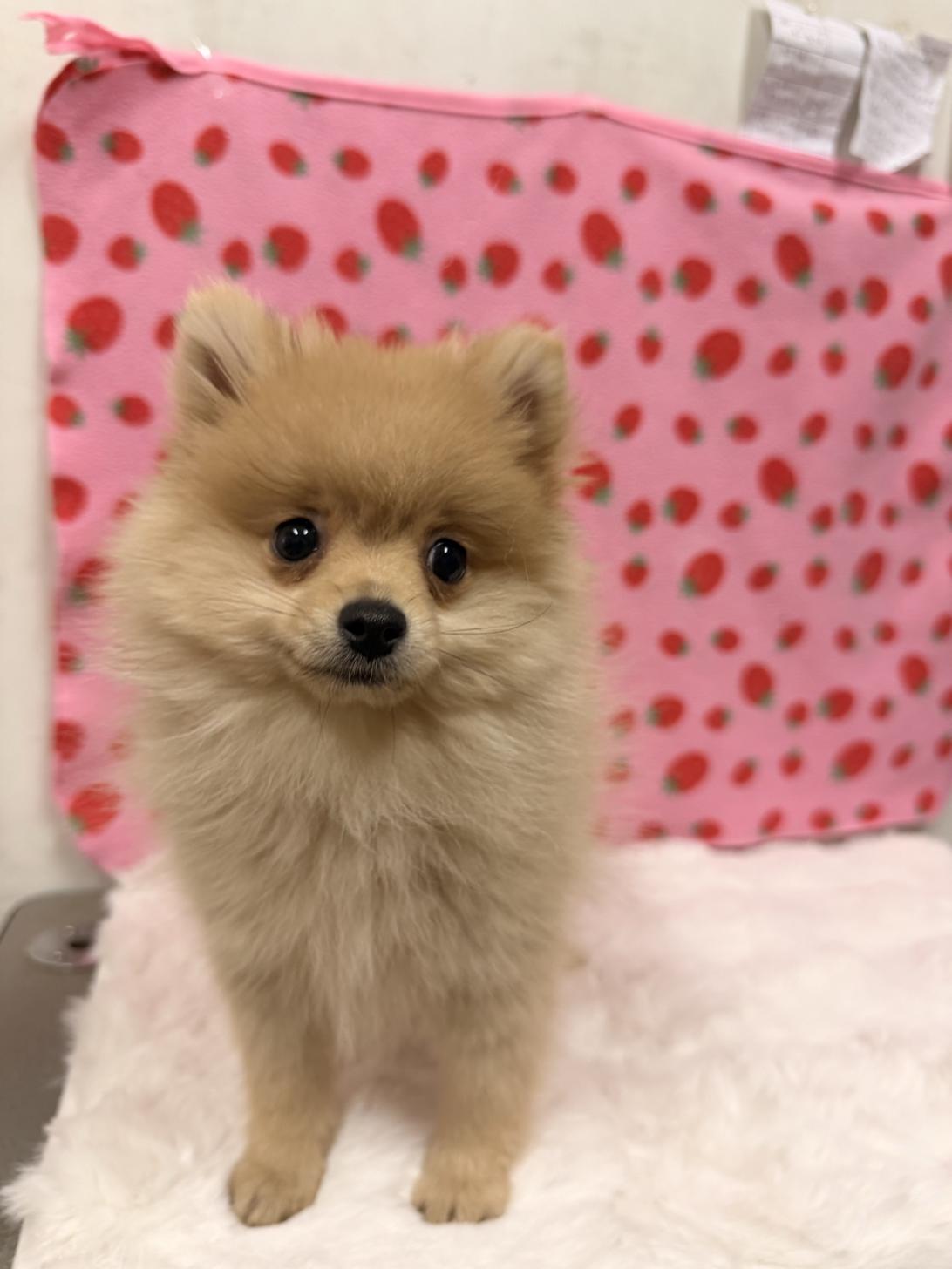 福岡県のポメラニアン (スタードッグス大牟田店/2025年9月25日生まれ/女の子/クリーム)の子犬の3枚目の画像