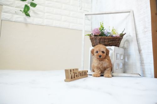 滋賀県のトイプードル(タイニー) (いっぷく湖南店/2025年11月18日生まれ/男の子/レッドフォーン)の子犬の1枚目の画像