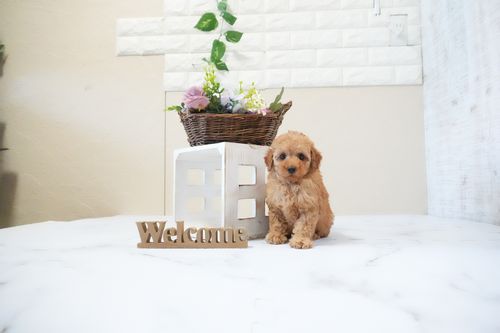 滋賀県のトイプードル(タイニー) (いっぷく湖南店/2025年11月18日生まれ/男の子/レッドフォーン)の子犬の2枚目の画像