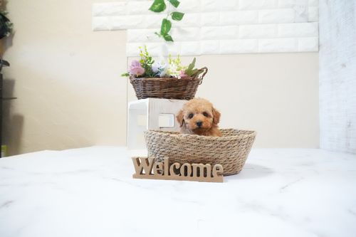 滋賀県のトイプードル(タイニー) (いっぷく湖南店/2025年11月18日生まれ/男の子/レッドフォーン)の子犬の3枚目の画像