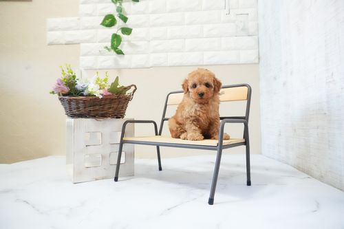 滋賀県のトイプードル(タイニー) (いっぷく湖南店/2025年11月18日生まれ/男の子/レッドフォーン)の子犬の4枚目の画像