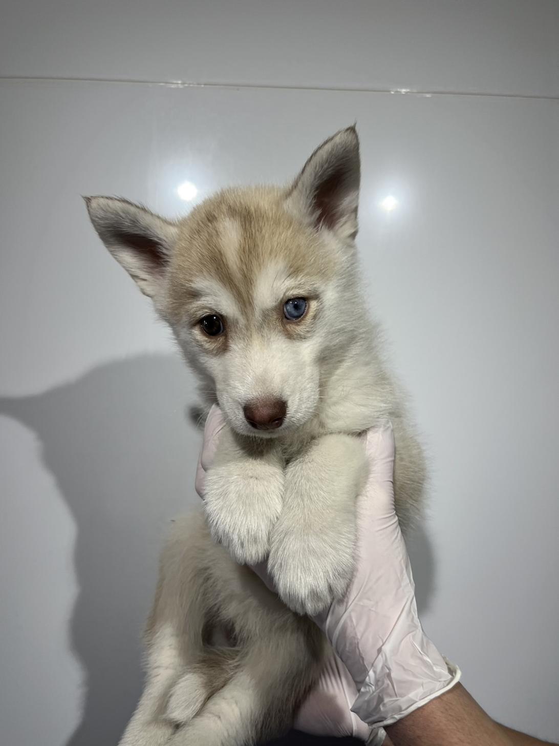 埼玉県のシベリアンハスキー (ペッツスマイル加須インター店/2025年12月12日生まれ/女の子/レッドホワイト)の子犬の1枚目の画像
