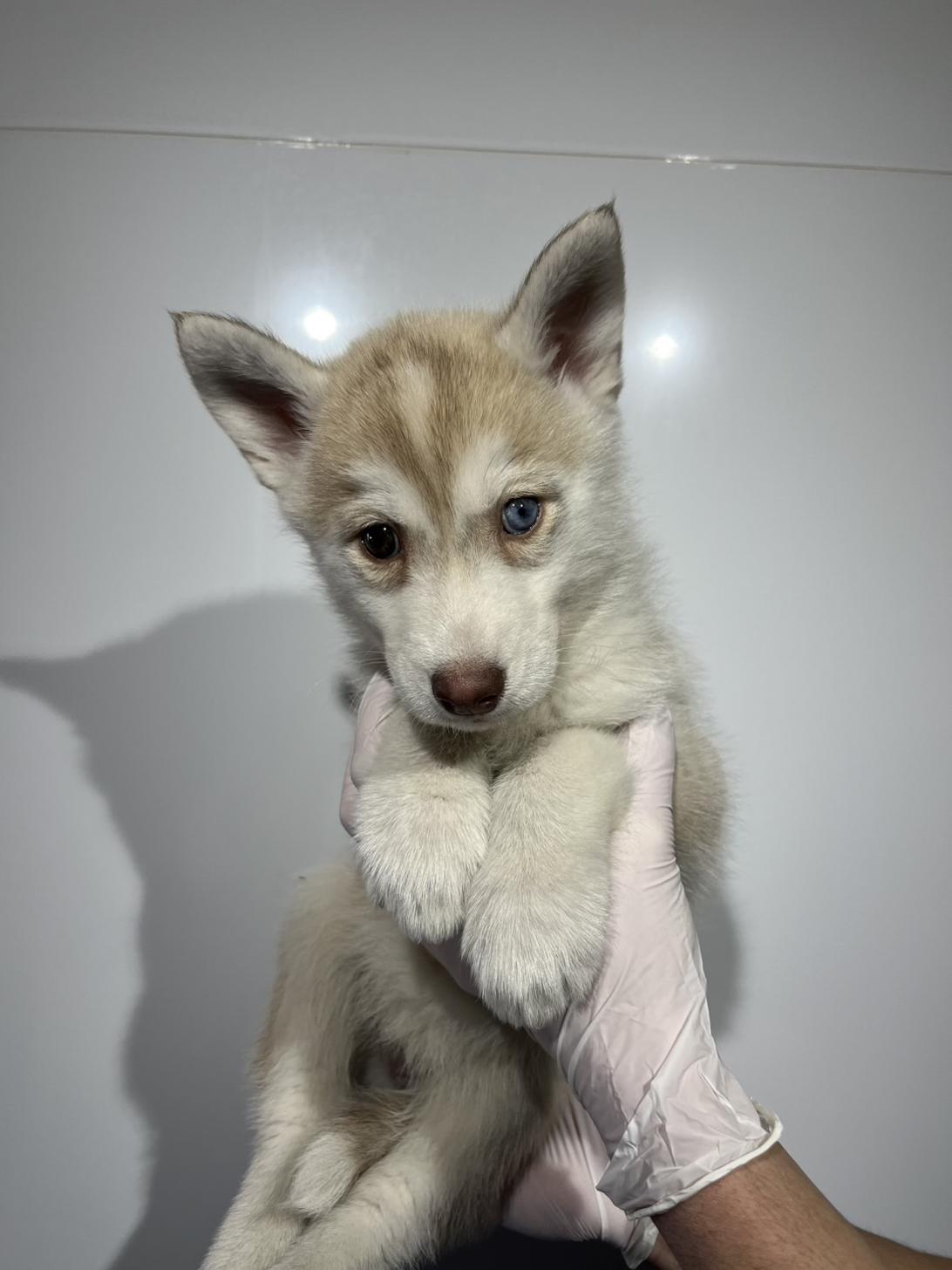 埼玉県のシベリアンハスキー (ペッツスマイル加須インター店/2025年12月12日生まれ/女の子/レッドホワイト)の子犬の2枚目の画像