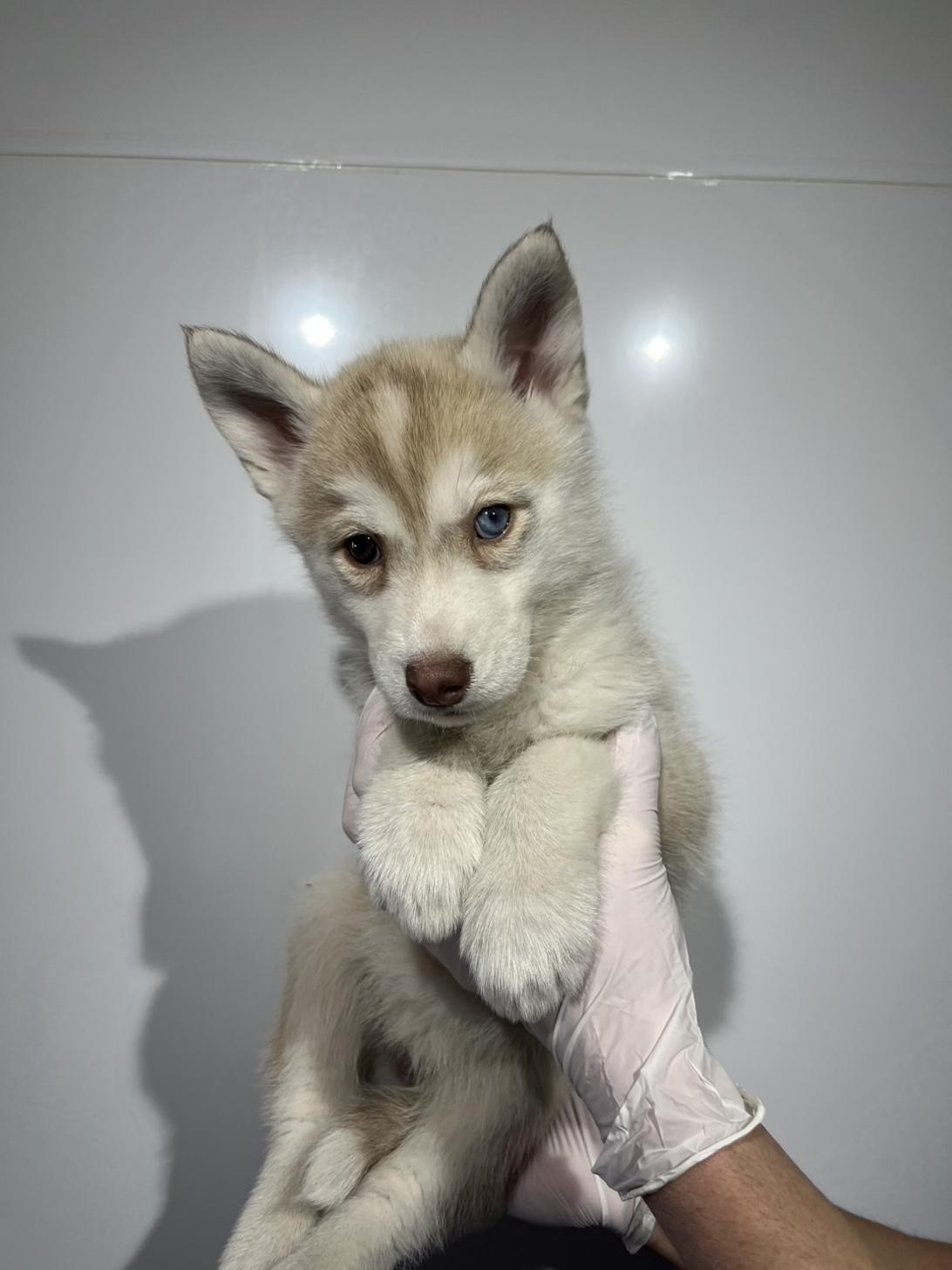 埼玉県のシベリアンハスキー (ペッツスマイル加須インター店/2025年12月12日生まれ/女の子/レッドホワイト)の子犬の3枚目の画像