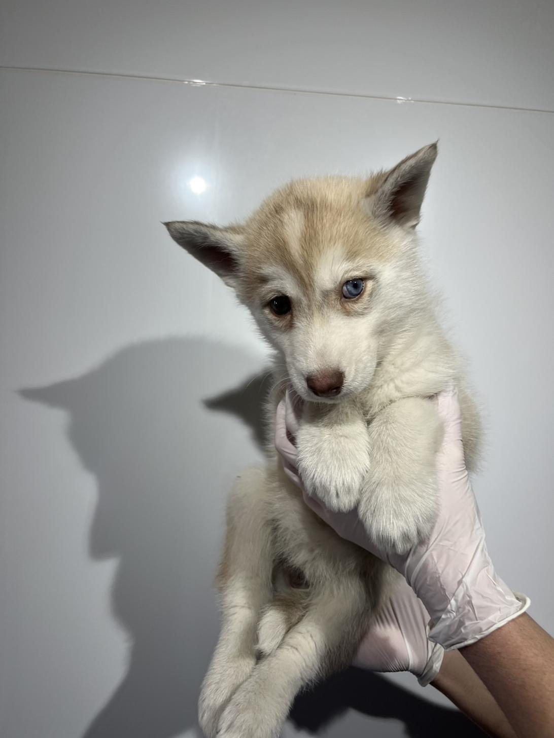 埼玉県のシベリアンハスキー (ペッツスマイル加須インター店/2025年12月12日生まれ/女の子/レッドホワイト)の子犬の4枚目の画像