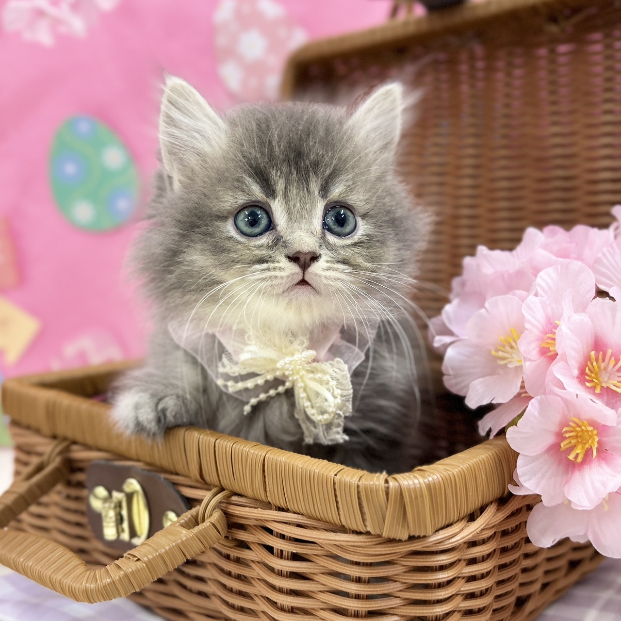 神奈川県のスコティッシュフォールド (にゃんこハウスPAW/2026年2月11日生まれ/女の子/ブルータビー)の子猫の1枚目の画像