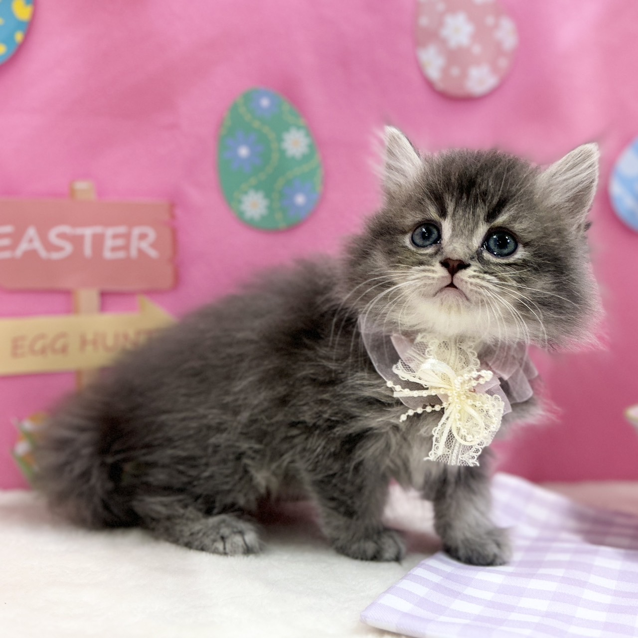 神奈川県のスコティッシュフォールド (にゃんこハウスPAW/2026年2月11日生まれ/女の子/ブルータビー)の子猫の2枚目の画像