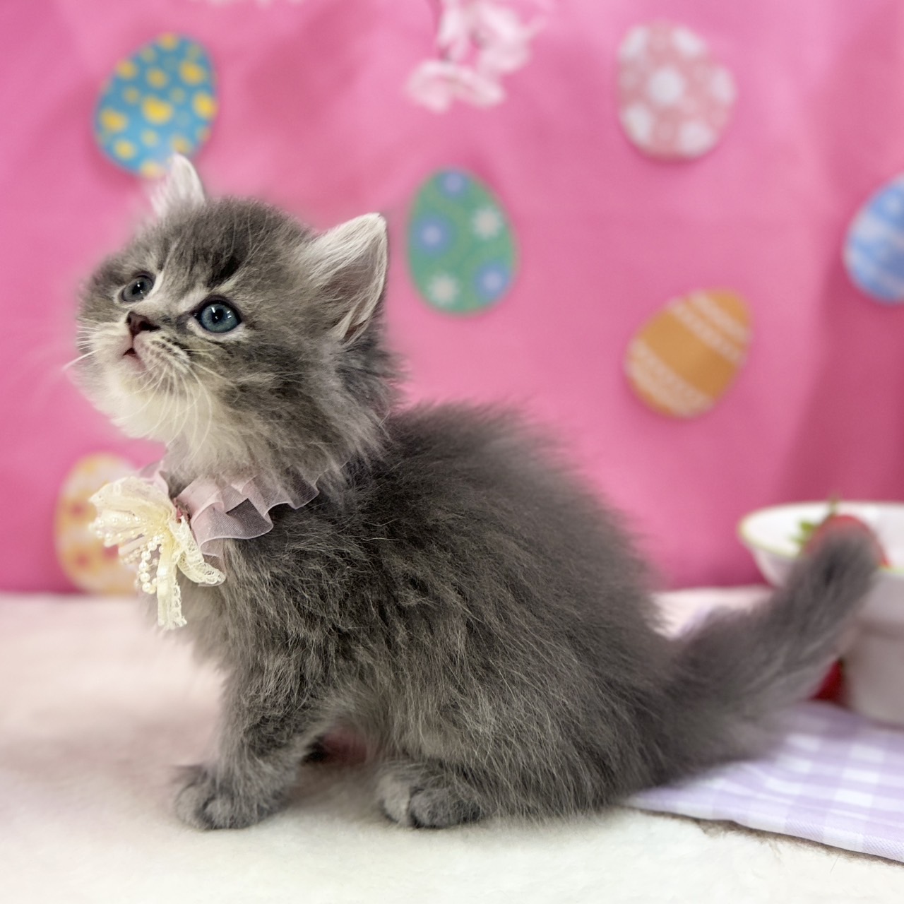 神奈川県のスコティッシュフォールド (にゃんこハウスPAW/2026年2月11日生まれ/女の子/ブルータビー)の子猫の3枚目の画像