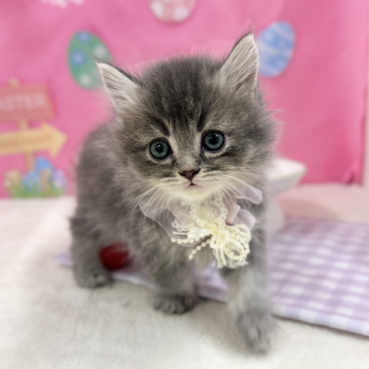 神奈川県のスコティッシュフォールド (にゃんこハウスPAW/2026年2月11日生まれ/女の子/ブルータビー)の子猫の4枚目の画像