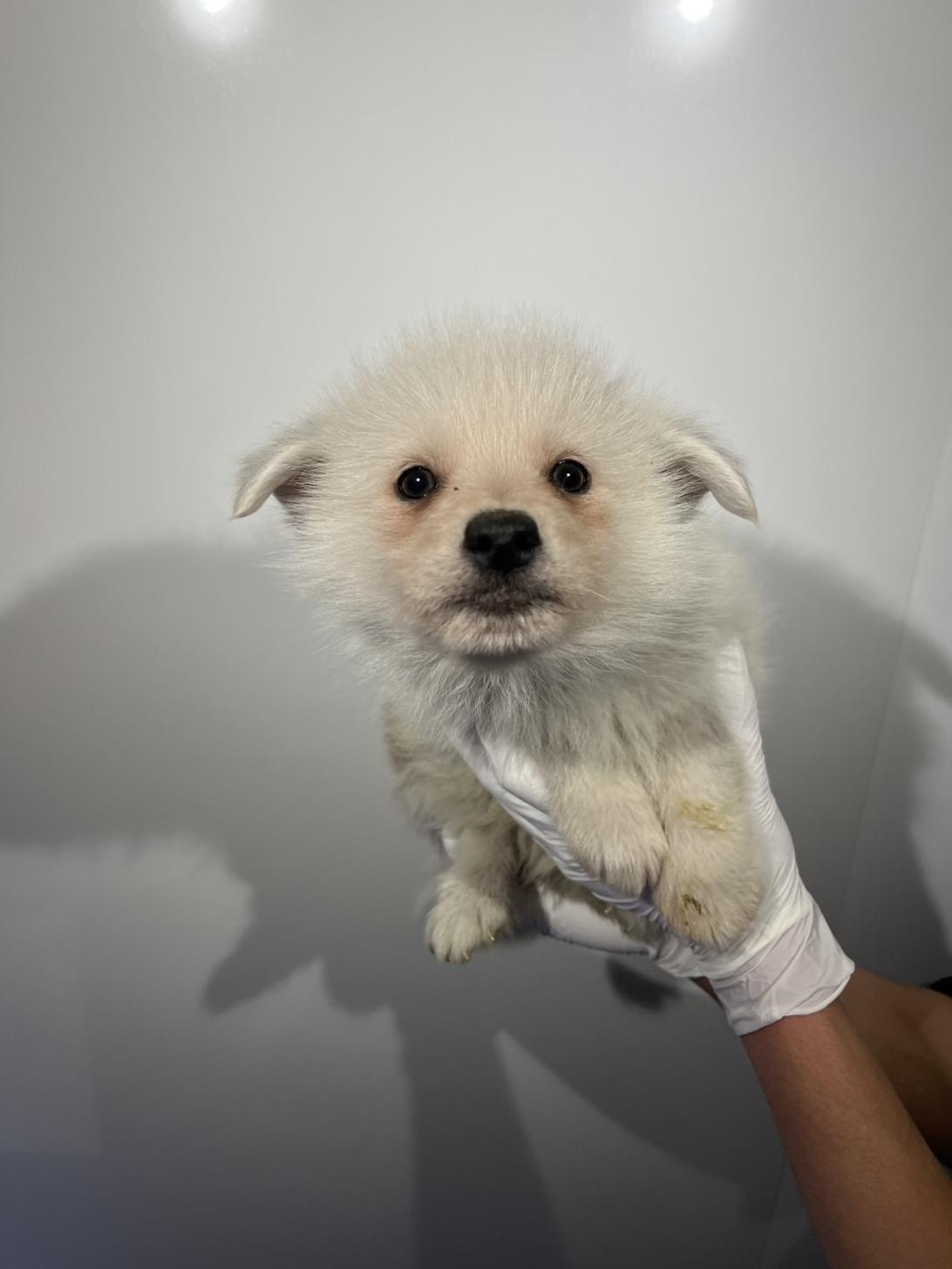 埼玉県のポンスキー(ポメラニアン×シベリアンハスキー) (ペッツスマイル南中野店/2026年1月17日生まれ/男の子/シルバーホワイト)の子犬の1枚目の画像