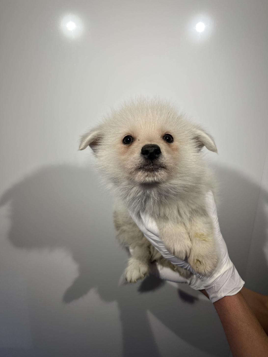 埼玉県のポンスキー(ポメラニアン×シベリアンハスキー) (ペッツスマイル南中野店/2026年1月17日生まれ/男の子/シルバーホワイト)の子犬の2枚目の画像
